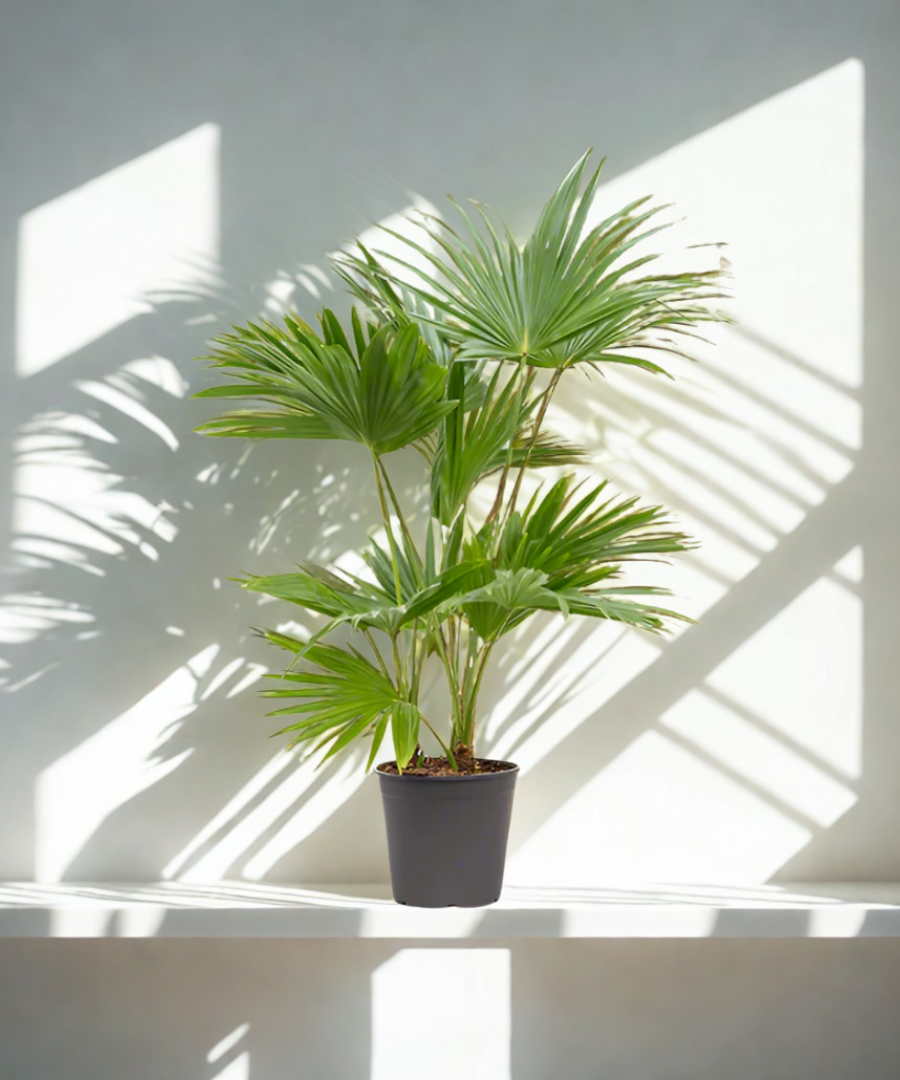 Livistona chinensis Chinese Fan Palm or Fountain Palm