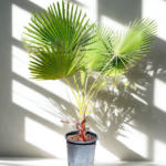 Mexican Fan Palm