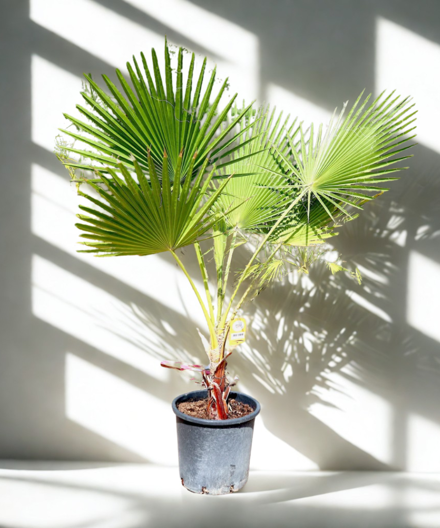 Mexican Fan Palm