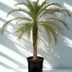 Phoenix roebelenii Miniature date palm