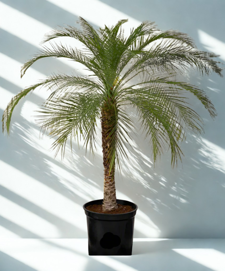 Phoenix roebelenii Miniature date palm