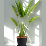 Ravenala madagascariensis Traveller's Palm