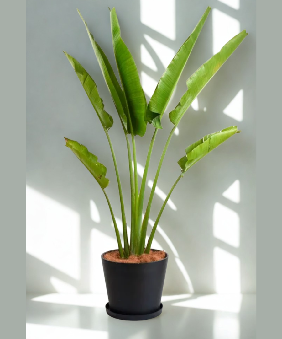 Ravenala madagascariensis Traveller's Palm