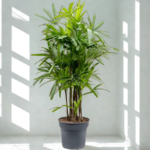 Rhapis Excelsa Lady Palm or Miniature Fan Palm