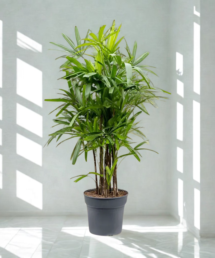 Rhapis Excelsa Lady Palm or Miniature Fan Palm