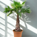 Washingtonia Robusta