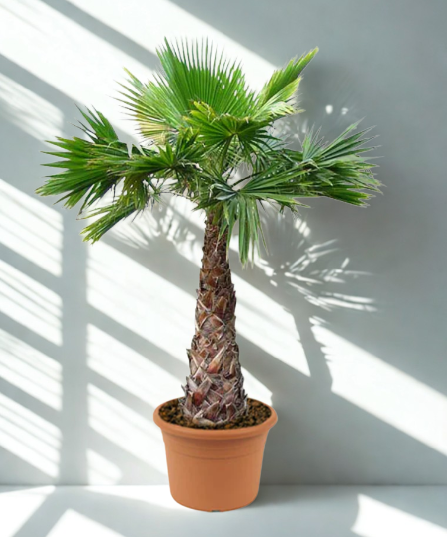Washingtonia Robusta